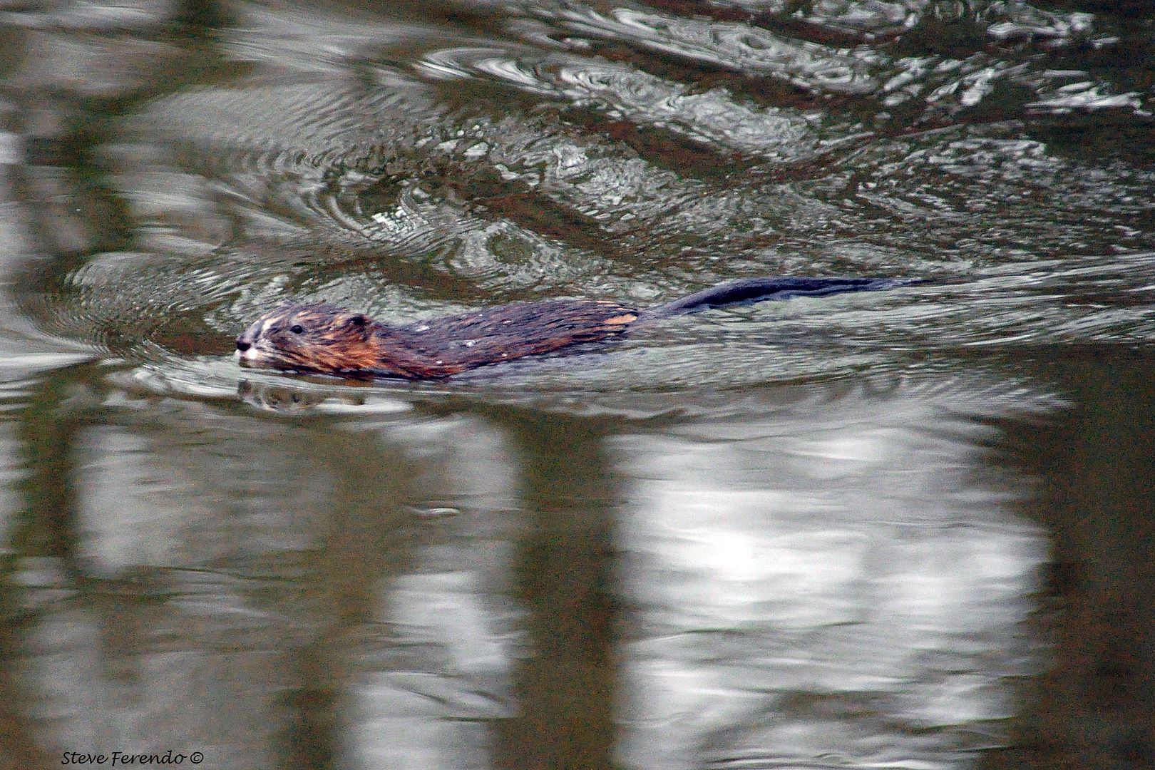 "Natural World" Through My Camera: Otter tracks, Beaver, Muskrat, Hawk